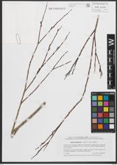 Foto von Salix purpurea L.